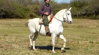 Caballo tordillo manso muy lindo y sano - $212.000 - LOSEQUINOS.COM