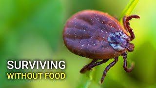 Ticks Survive In A Lab For 8 Years Without Food.