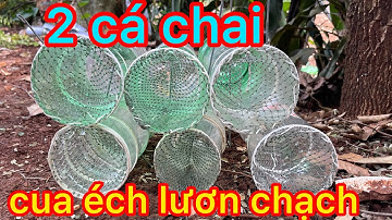 dùng 2 cái chai.chế tạo ra bẫy đặt | cua | cá chạch |lươn ! ếch , không đụng hàng ai (p1)