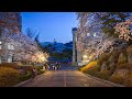 Cherry blossom seoul 2023 kyung hee university at night   city ambience 4kr