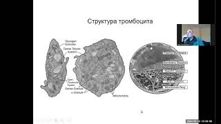 40 Blood clotting 8