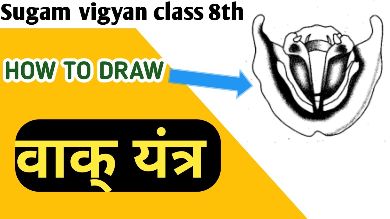 voice box diagram class 8 voice box in human diagram class 8 वाक्