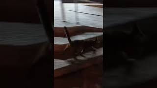 This cat hopes he gets food