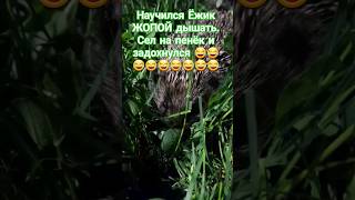Ёжик на травке 😂 🤣 😂 🤣 😂 🤣