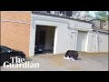 Cctv shows black bear taking 60 cupcakes from connecticut bakery