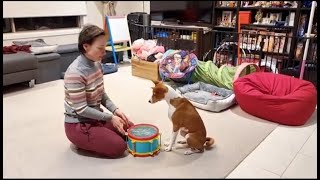 Drumming basenji  Oringo discovers a new talent