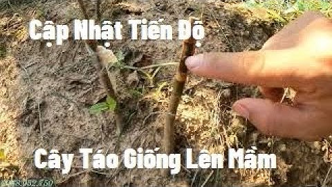 Cập Nhật Tiến Độ Cây Táo Đài Loan Giống Cho Vụ 2022 I Nui Doi Luc Ngan 98