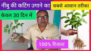 नींबु की कटिंग कैसे लगाएं/Update के साथ/With 90 days update by Grandpa Garden 1,937 views 1 month ago 7 minutes, 31 seconds