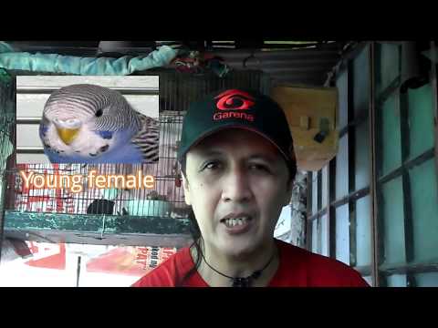 Video: Paano Matukoy Ang Edad Ng Isang Budgerigar