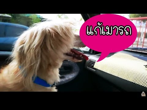 แชร์6วิธีง่ายๆๆๆในการแก้น้องหมา เมารถ ฝึกง่ายๆๆ ฝึกน้องหมาเที่ยว l love dog