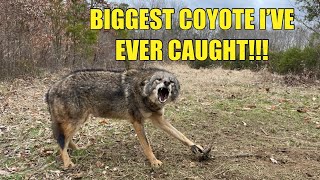 TRAPPING A BIG COYOTE AND MORE!!! 40 POUND COYOTE!!!!