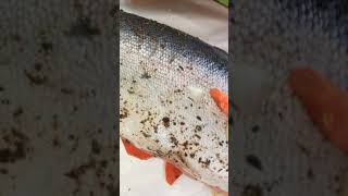 Красная рыба запеченная в духовке, готовим дома) Красная рыба запеченная в духовке, готовим дома)