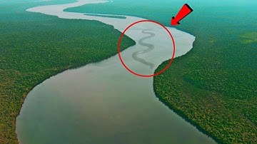 10 Most Dangerous Animals of Amazon Rainforests