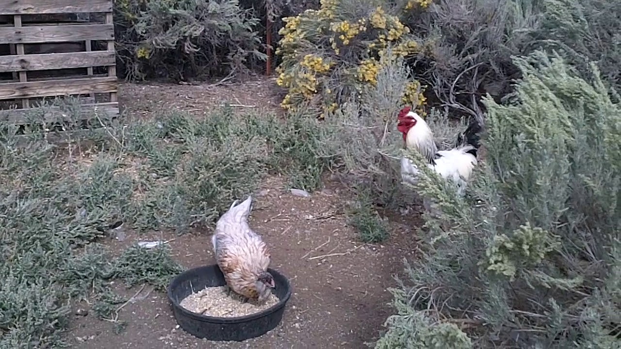 bison iloilo Chaps the rooster