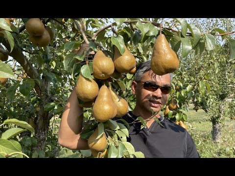 បង General បេះផ្លែ ភានៅ Oregon          Bong General Picking Pears in Oregon