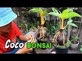 Orange Coconut Bonsai repotting
