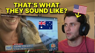 American reacts to hearing the Laughing Kookaburra for the first time