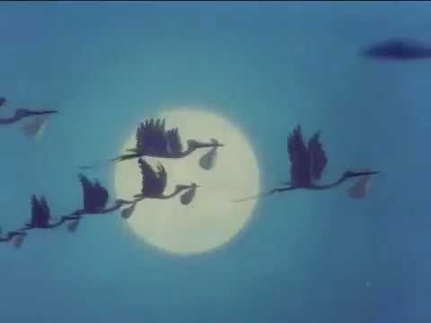 dumbo stork youtube