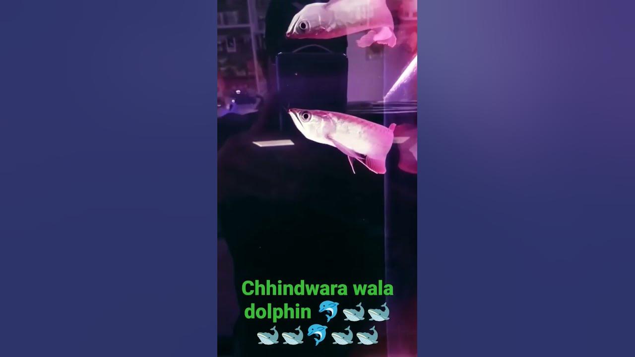 silver-arowana-fish-white-dolphin-fish-small-size-arwana
