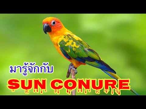 ทำความรู้จัก รู้ก่อนเลี้ยง นกแก้วซัน คอนัวร์ Sun Conure | AngPao PingAn Family