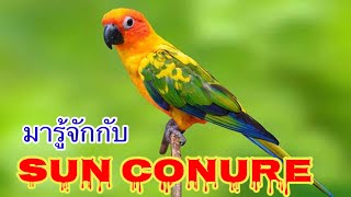 ทำความรู้จัก รู้ก่อนเลี้ยง นกแก้วซัน คอนัวร์ Sun Conure | YinFinFood