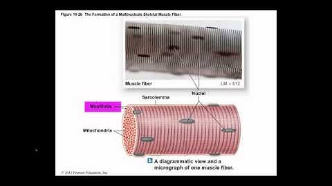 Chapter 10 Module 1 Muscle Tissue
