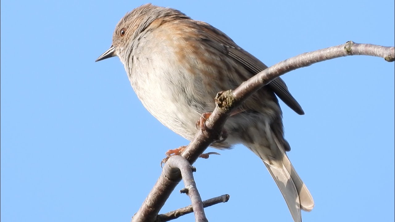 hornets font 4K: Dunnock. Heckenbraunelle. Prunella modularis