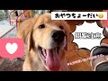 ゴールデンレトリバー　6ヶ月　ただの日常