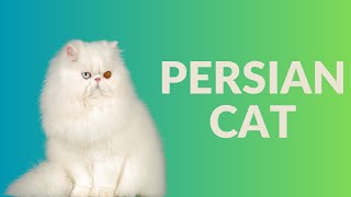 Unveiling the Enchanting Persian Cat Breed