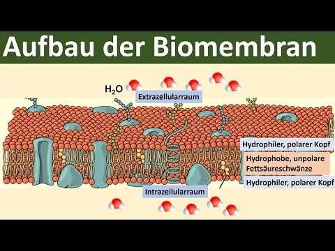 Video: Was kann die Phospholipide schnell passieren?