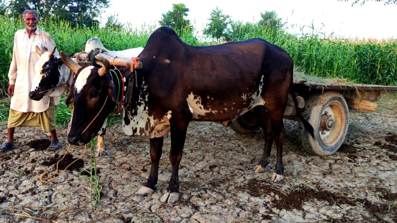 Bullock Cart Ride | Cow Cart With Bulls