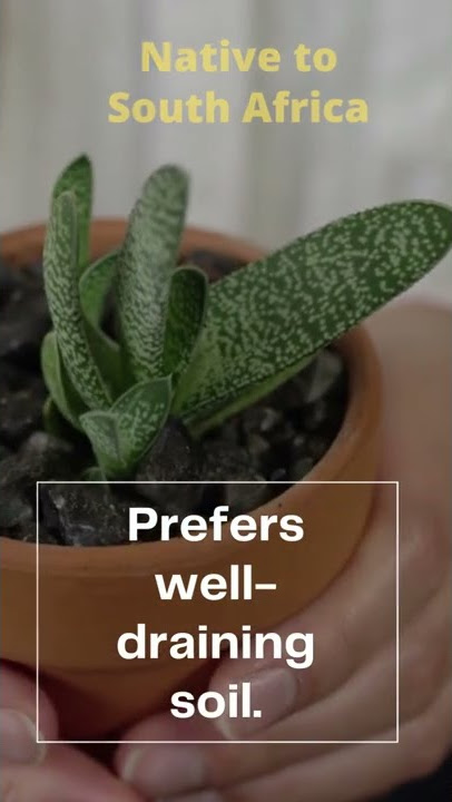 Gasteria ‘Little Warty’ | #shorts | Gasteria little warty care |MOODY BLOOMS