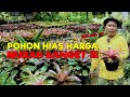 BELI POHON HIAS HARGA MURAH BANGET - JURAGAN LAHAN