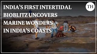 India's first Intertidal Bioblitz uncovers marine wonders in India’s coasts