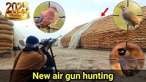 bird hunting with air rifle | dove hunting | air gun hunting |gamo shadow 1000 2025
