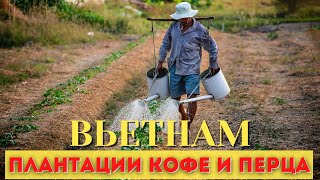 Как выращивают перец Мнонги! Вьетнам 2022