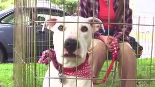 Our Companions Adoption Process