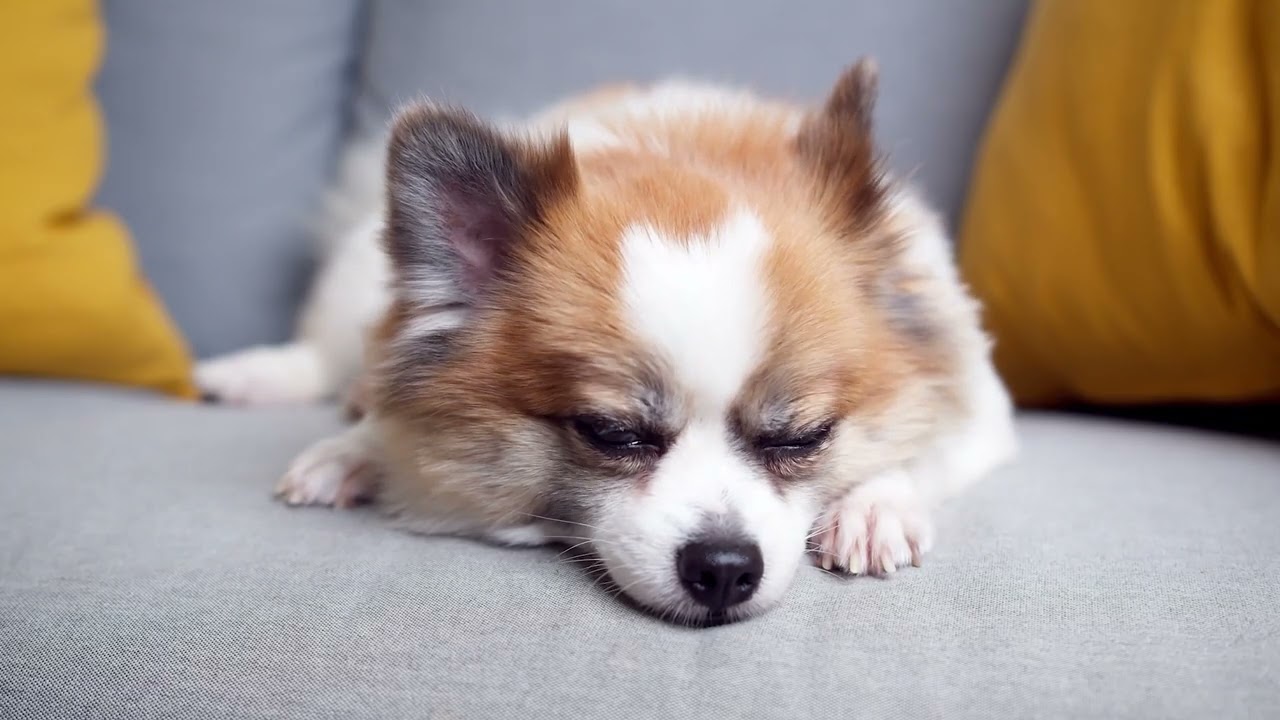 반려견 안정용 잔잔한 음악│강아지의 조용한 밤
