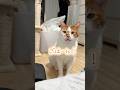 「ごはん？」って聞いたらはっきり返事する猫