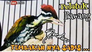 PELATUK BAWANG TEMBAKAN SADIS NGEDURR