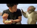 お猿さんと一緒の生活「Jr、岡ちゃん、りき、チビ次郎」Life with monkey