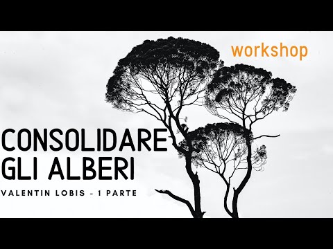 Alberi: cablaggio / consolidamenti - Valentin Lobis workshop - 1 parte