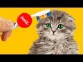 7 LIFE HACKS FOR CAT!