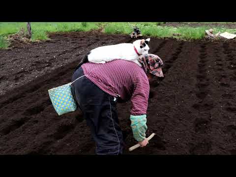 ちびと小豆の種まき 200530