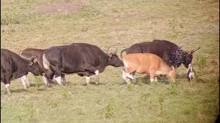 dipaksa melayani jantan rame rame, banteng jawa | Banteng Liar