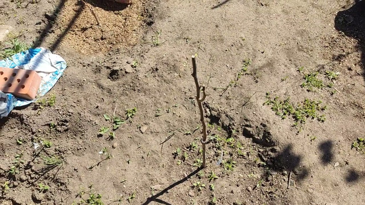 Хурма Дар Софиевки. Супер итог обрезки..