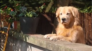 Luhu：Dad is cooking today, and Luhu will help pick oranges later.#dog #cute #vlog #food