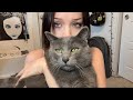 I ADOPTED A CAT! 🐈⬛