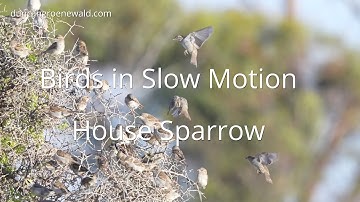 Birds in Slow Motion   House Sparrow   HD 1080p