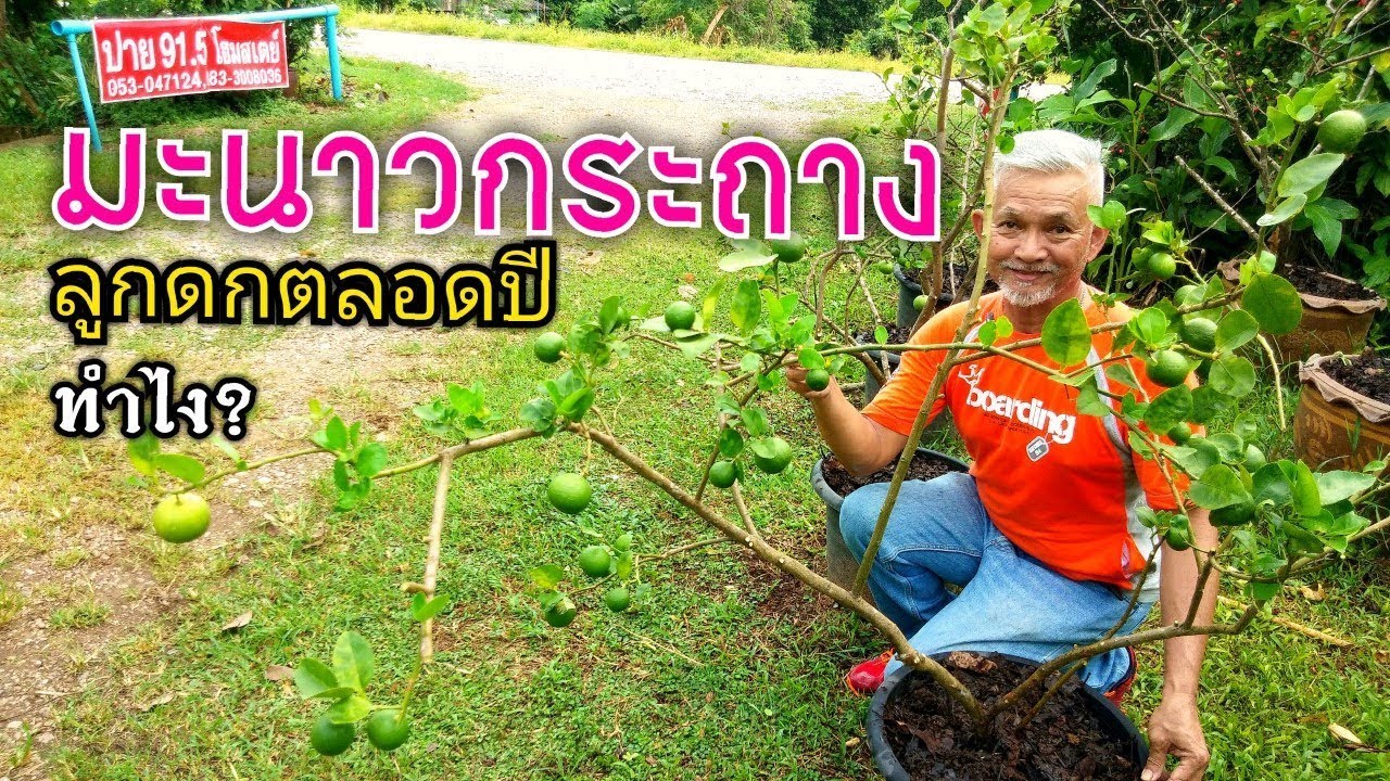 วิธีตัดแต่งกิ่งมะนาวกระถาง ให้ออกผลดก เก็บได้ตลอดปี l Pai91.5